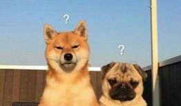 巴哥爆料新世界罗宾视频,新世界罗宾神秘视频首度曝光